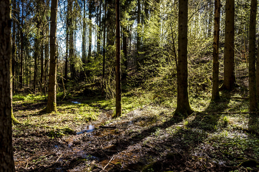 Sollbach im Wald am Hofgut Dösterhof