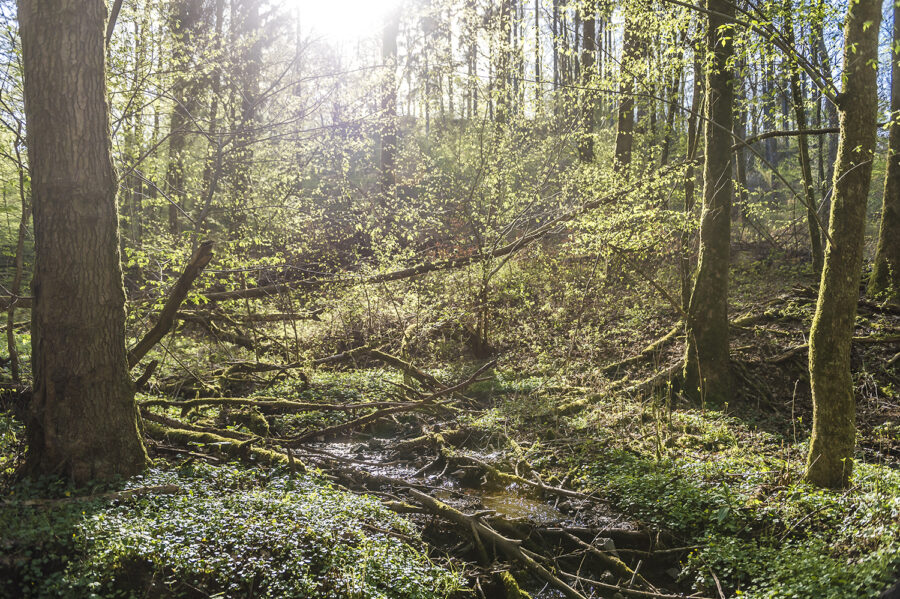 Wald am Hofgut Dösterhof, Bachtal mit frisch austreibenden Bäumen