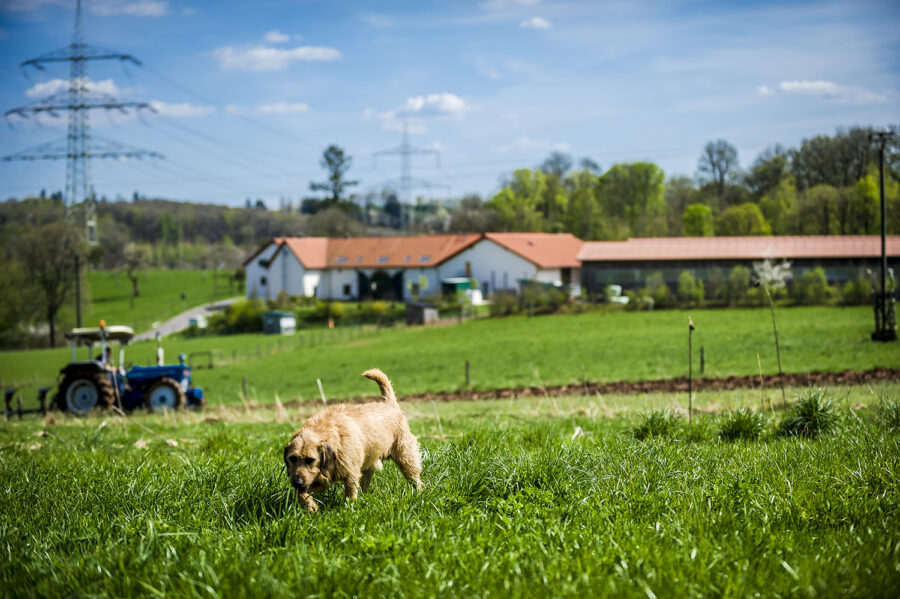 Hund Kalle vor dem Hof und dem Ford Traktor beim Pflügen