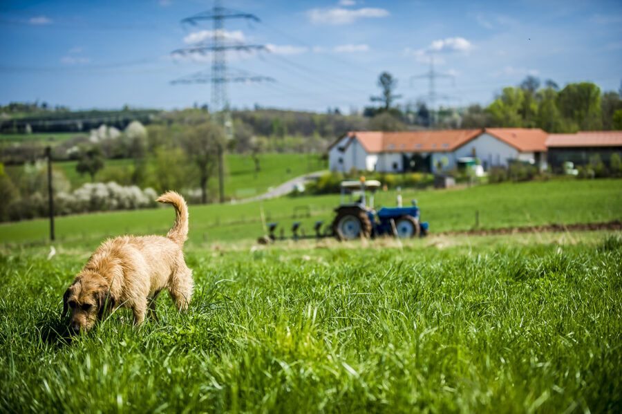 Hund Kalle vor dem Hof und dem Ford Traktor beim Pflügen