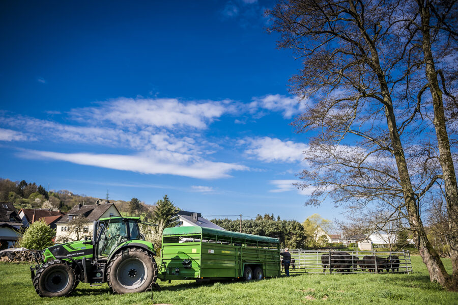 Traktor mit Viehanhänger auf der Weide - Entladen der Angusrinder