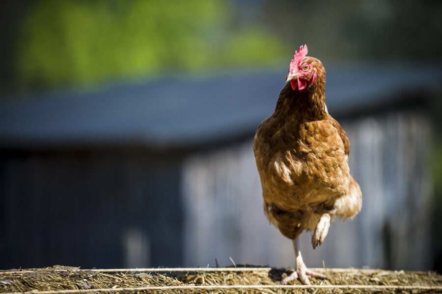 stolzierendes Huhn auf einem Strohballen