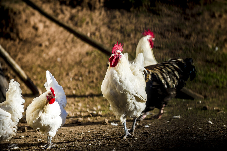 Hühner und Hähne im Hühnerpferch