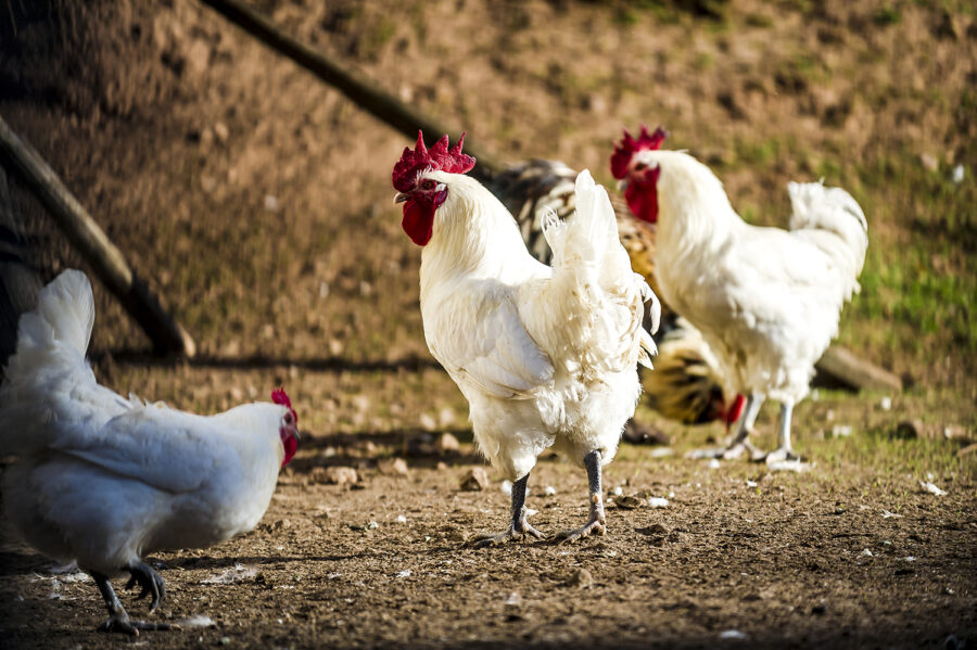Hähne im Hühnerpferch