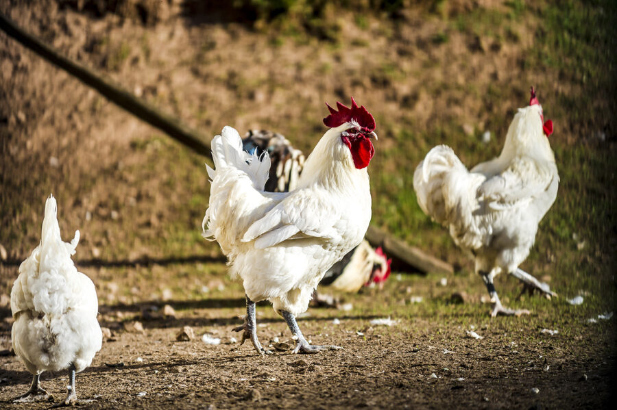Hahn im Hühnerpferch