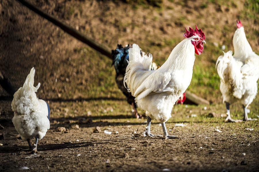 Hahn im Hühnerpferch