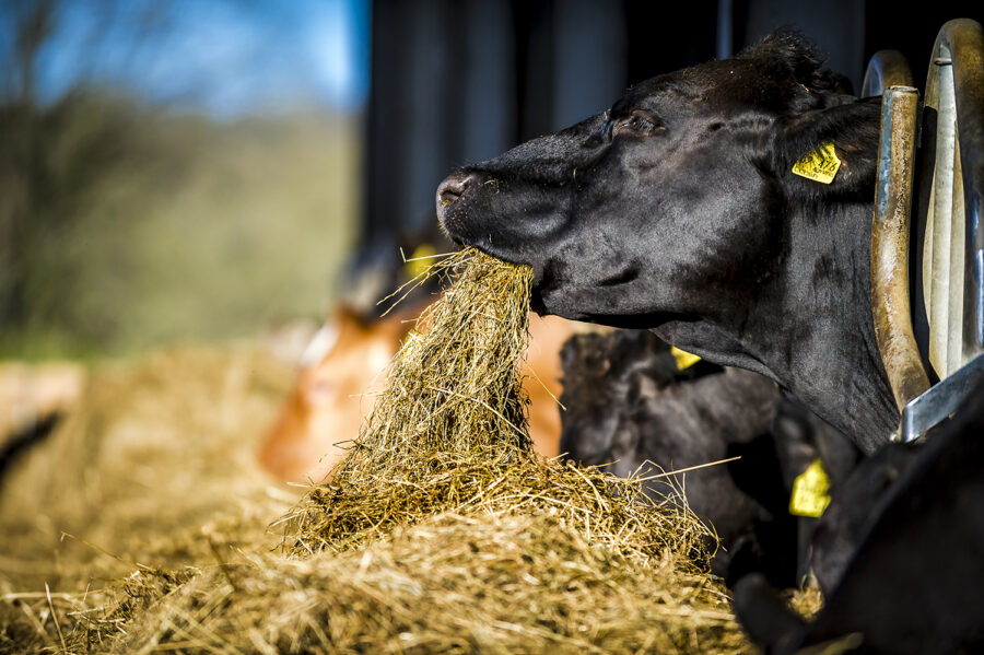 Angusrinder beim Fressen, Anguskuh im Stall