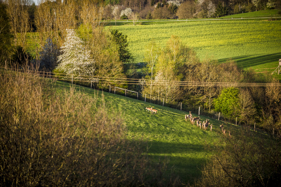 Rotwild Rotwildrudel im Gatter Wildgatter