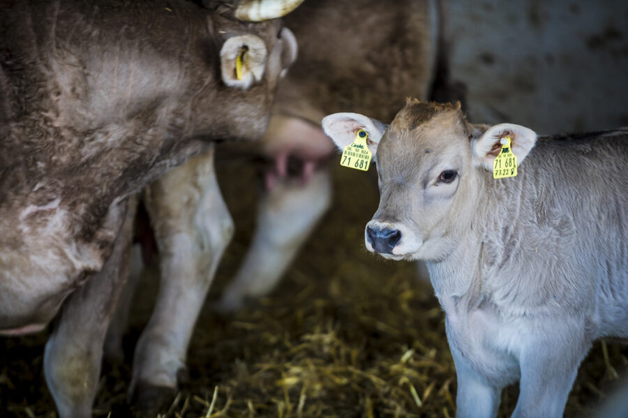 Original Allgäuer Braunvieh Kalb im Stall