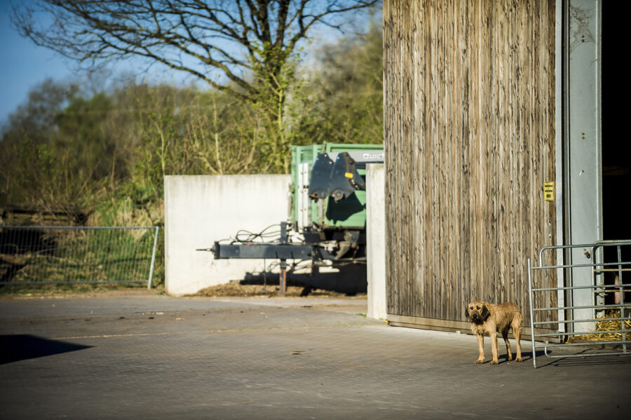 Hund Kalle vor der Bergehalle