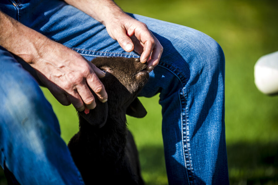 Lamm mit Mitarbeiter - Vertrauen