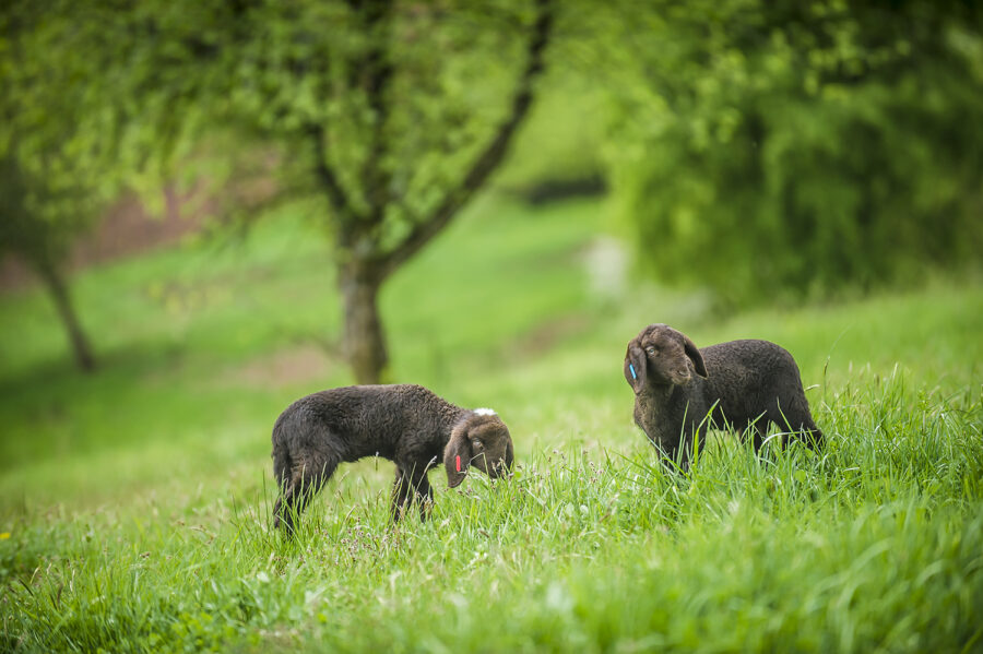 Lämmer der Braunen Bergschafe auf der Weide