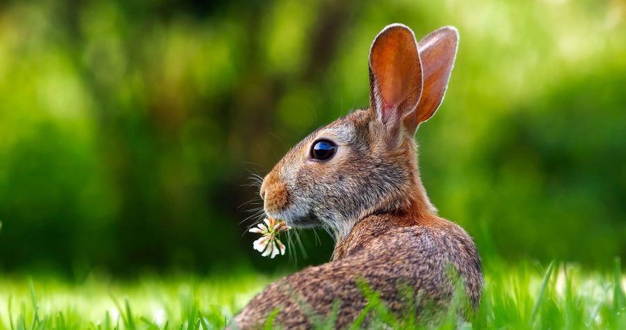 Osterhase