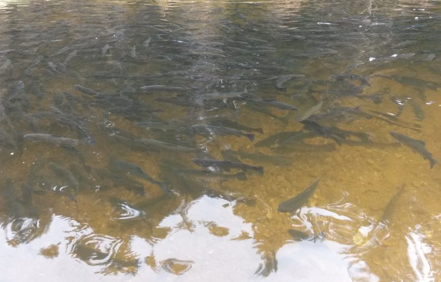 Fische im Haanweiher